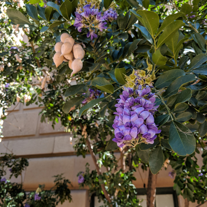 Texas Mountain Laurel Tree Seeds | Mescal Bean | (Sophora secundiflora)