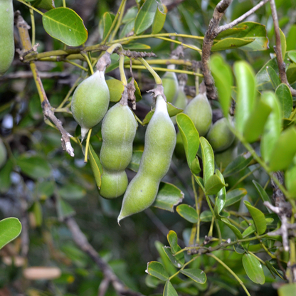 Texas Mountain Laurel Tree Seeds | Mescal Bean | (Sophora secundiflora)