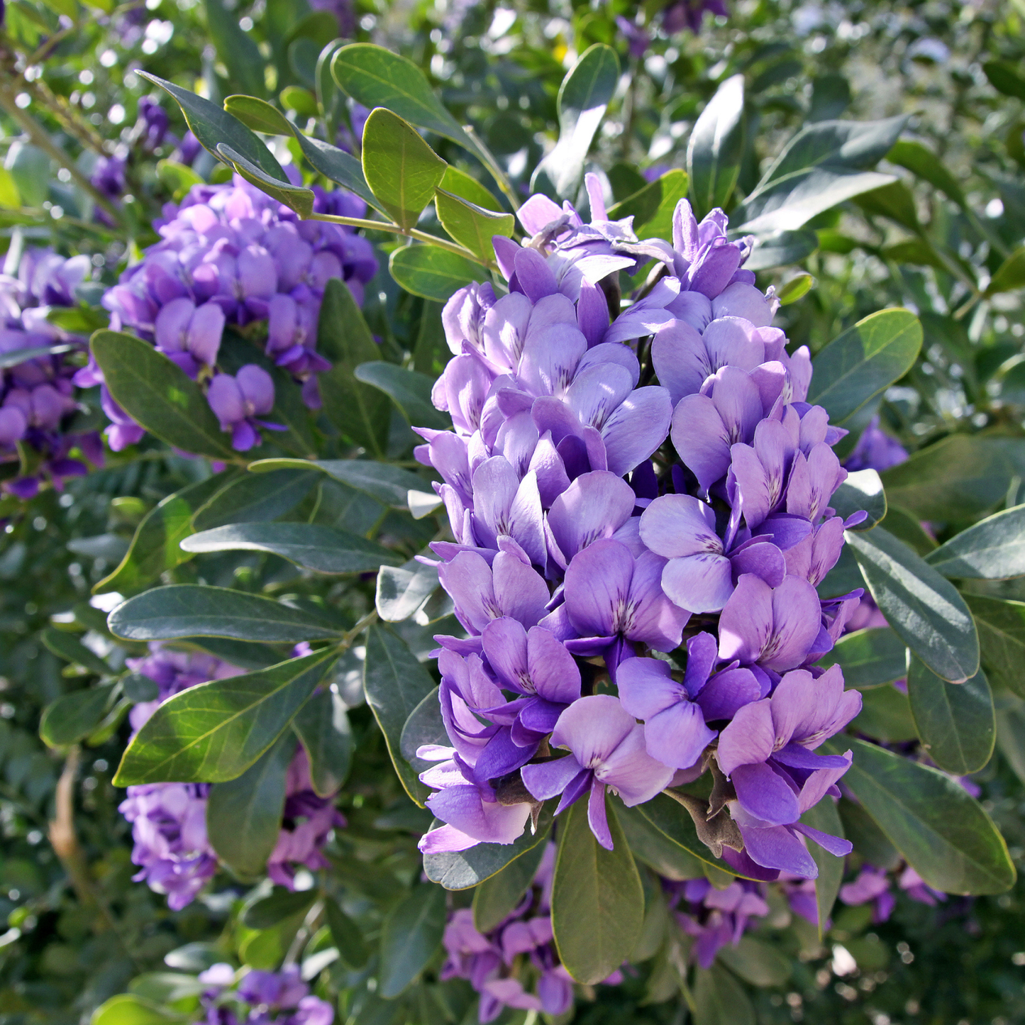 Texas Mountain Laurel Tree Seeds | Mescal Bean | (Sophora secundiflora)