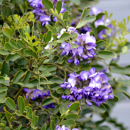 Texas Mountain Laurel Tree Seeds | Mescal Bean | (Sophora secundiflora)