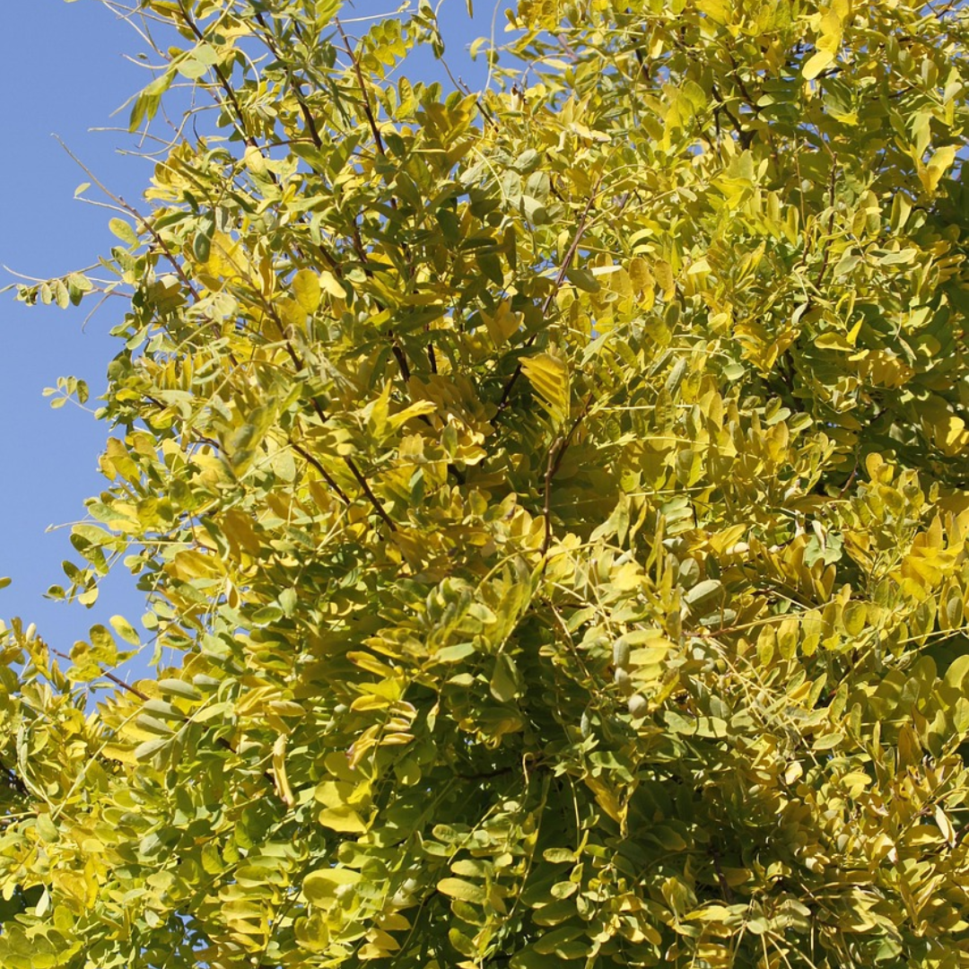 Thornless Honey Locust Tree Seeds-(Gleditsia triacanthos var. inermis)