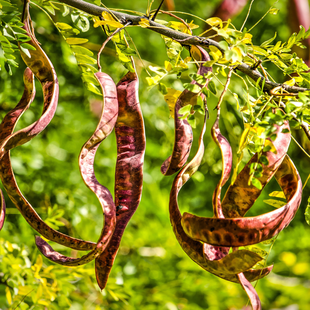 Thornless Honey Locust Tree Seeds-(Gleditsia triacanthos var. inermis)
