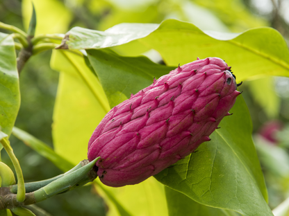 Umbrella Magnolia Tree Seeds | Umbrella Tree | (Magnolia tripetala)