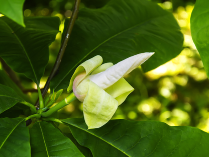Umbrella Magnolia Tree Seeds | Umbrella Tree | (Magnolia tripetala)