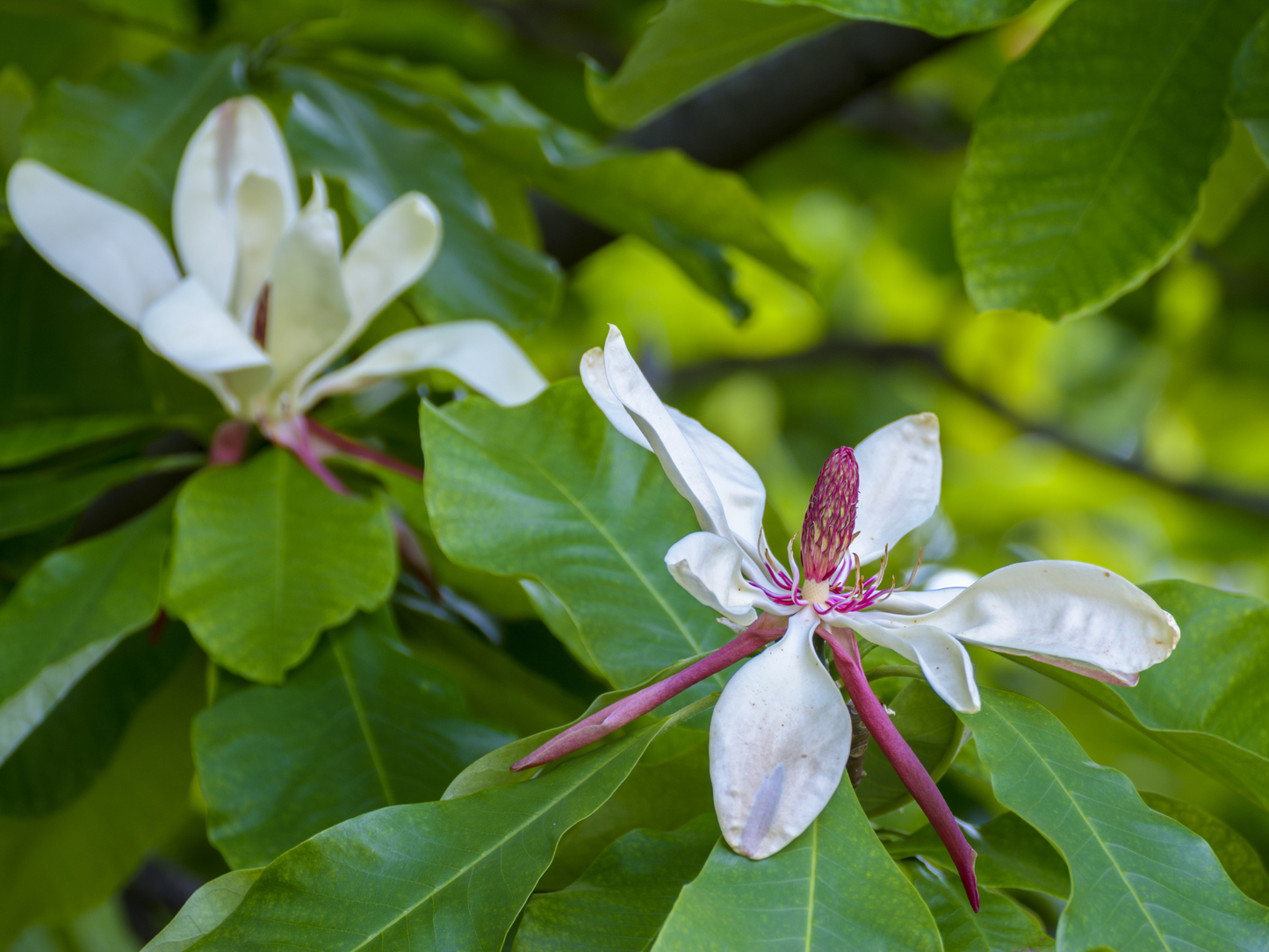 Umbrella Magnolia Tree Seeds | Umbrella Tree | (Magnolia tripetala)