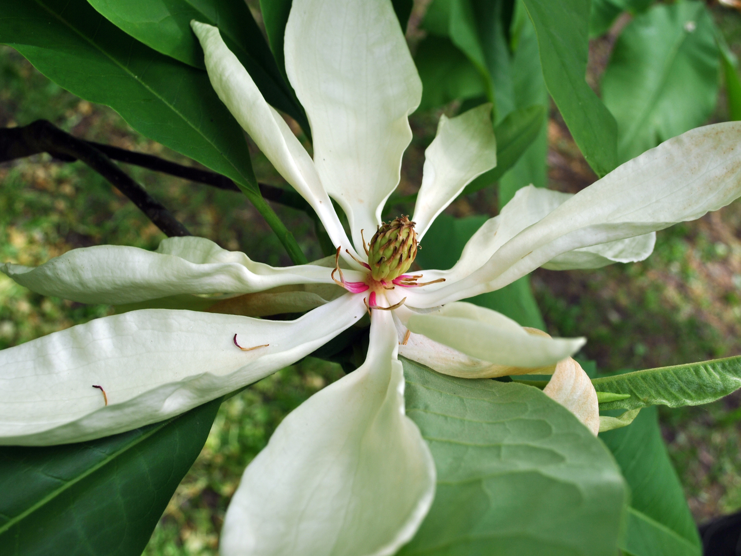 Umbrella Magnolia Tree Seeds | Umbrella Tree | (Magnolia tripetala)