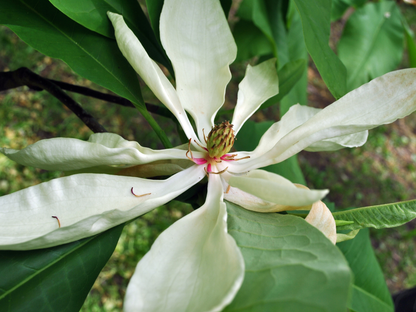 Umbrella Magnolia Tree Seeds | Umbrella Tree | (Magnolia tripetala)