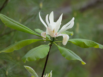 Umbrella Magnolia Tree Seeds | Umbrella Tree | (Magnolia tripetala)