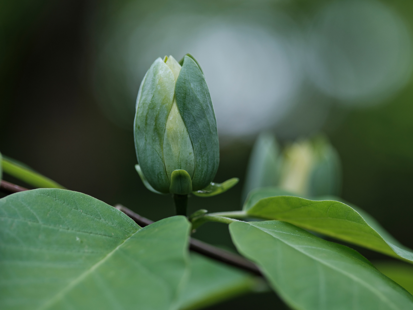 Umbrella Magnolia Tree Seeds | Umbrella Tree | (Magnolia tripetala)