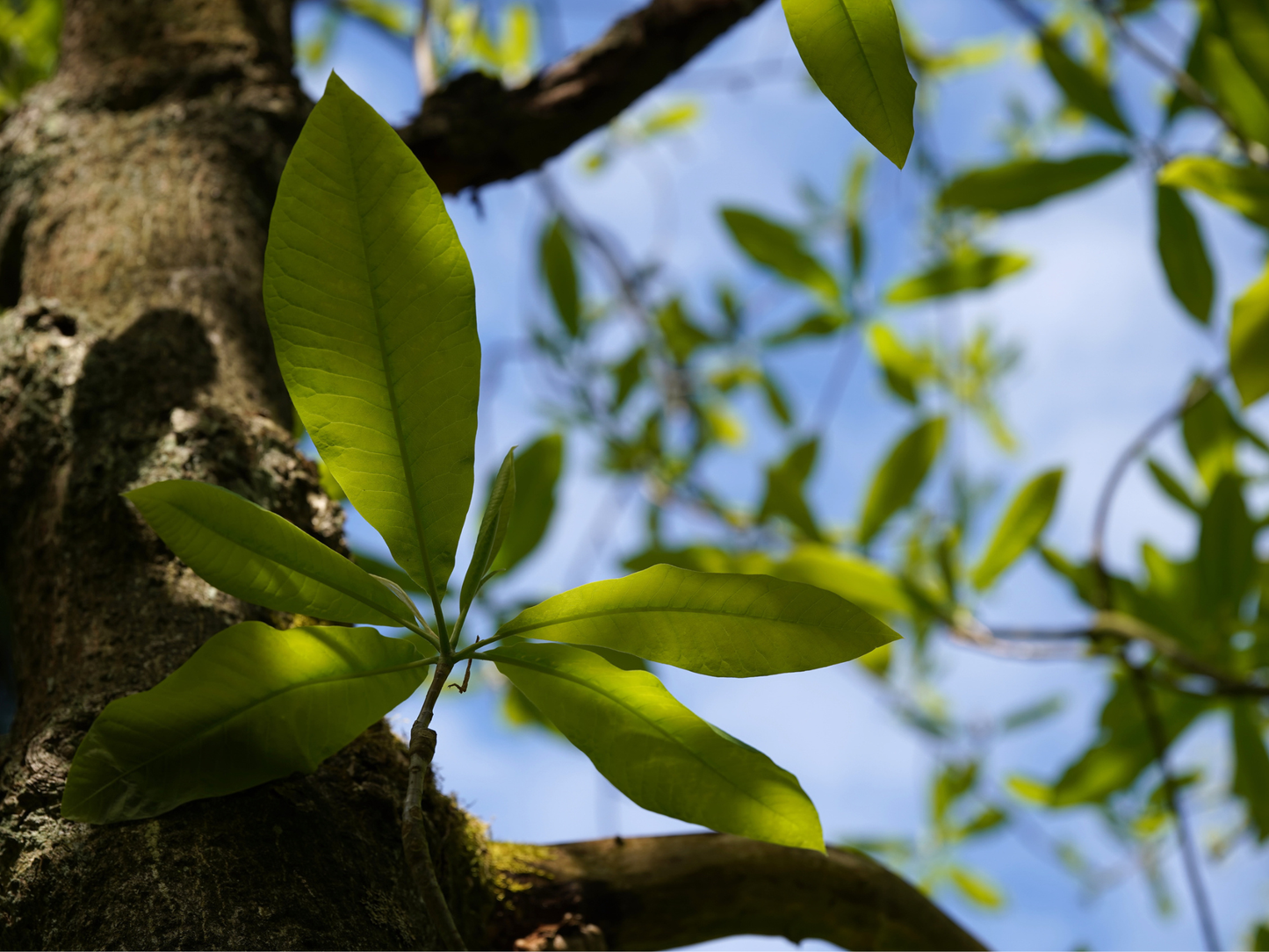 Umbrella Magnolia Tree Seeds | Umbrella Tree | (Magnolia tripetala)