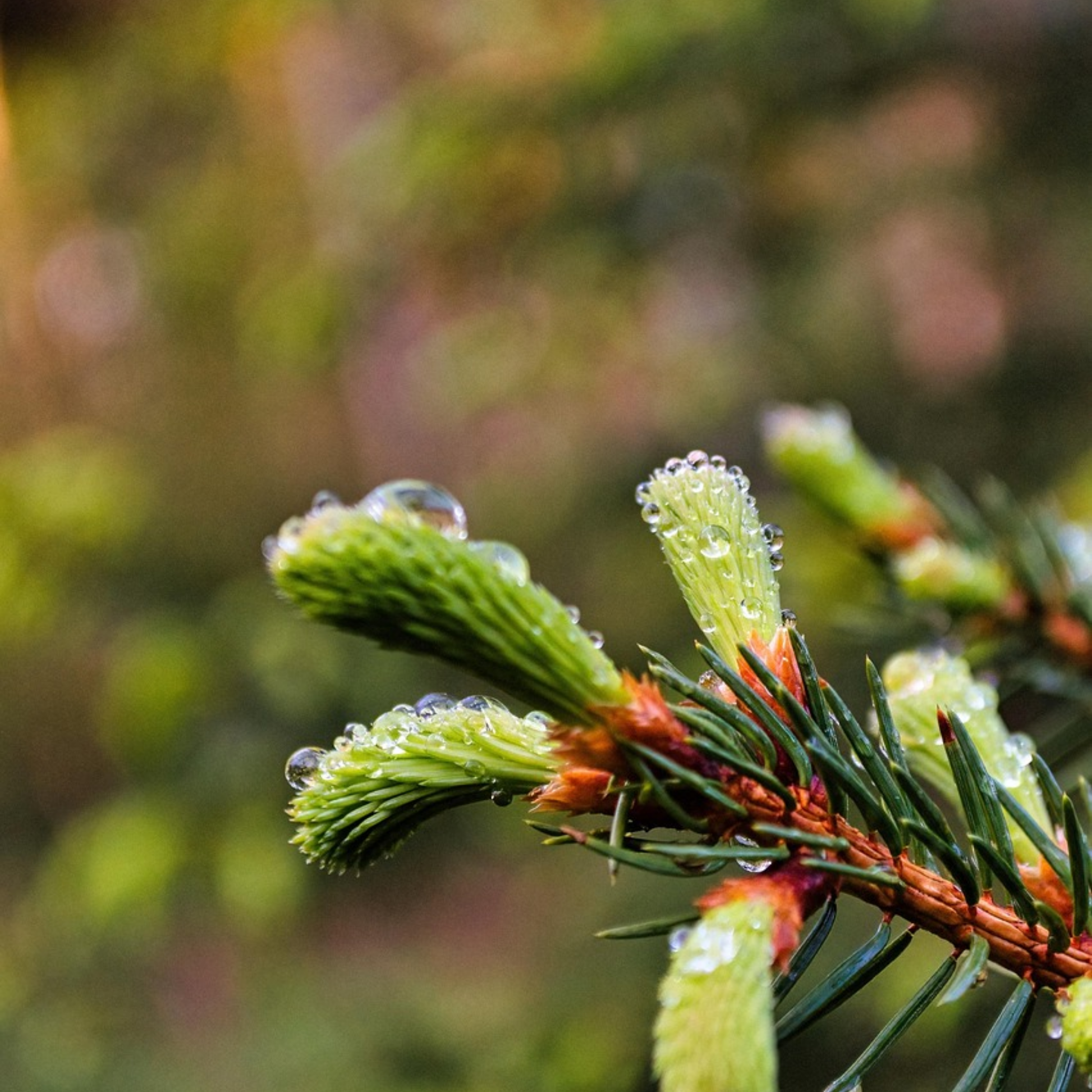 evergreen plant seeds Virginia Pine Tree Seeds | Scrub Pine | (Pinus virginiana)
