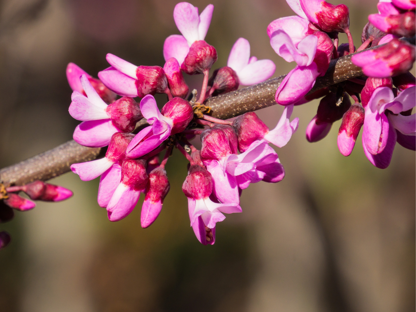 Western Redbud | California Redbud Tree Seeds | (Cercis occidentalis)