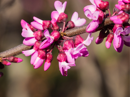 Western Redbud | California Redbud Tree Seeds | (Cercis occidentalis)