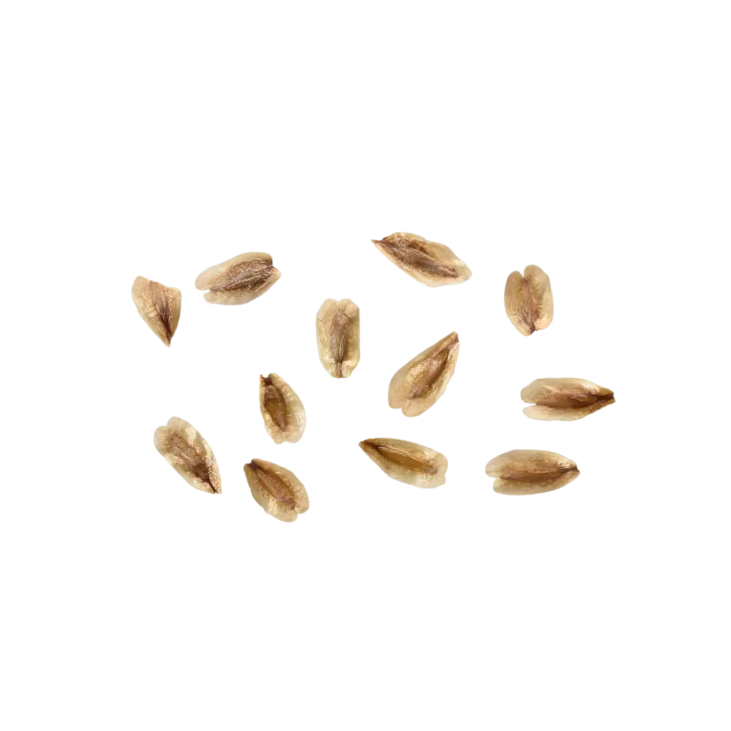 Western Red Cedar Tree Seeds | (Thuja plicata)