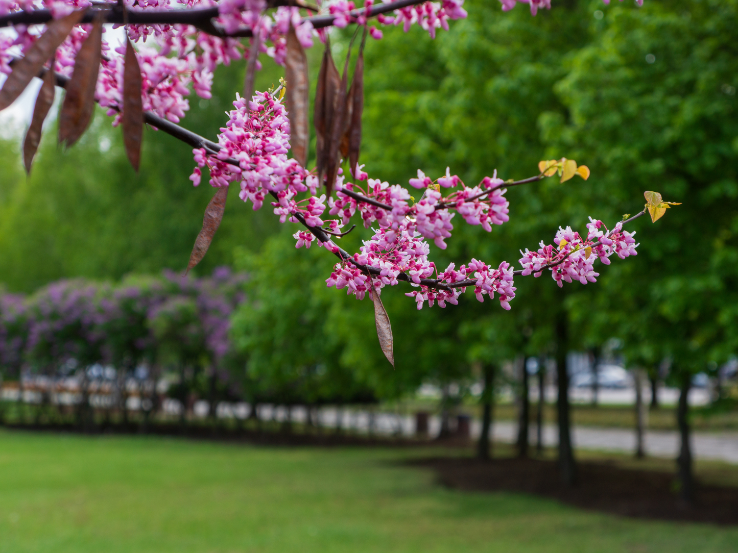 Western Redbud | California Redbud Tree Seeds | (Cercis occidentalis)