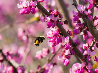 Western Redbud | California Redbud Tree Seeds | (Cercis occidentalis)