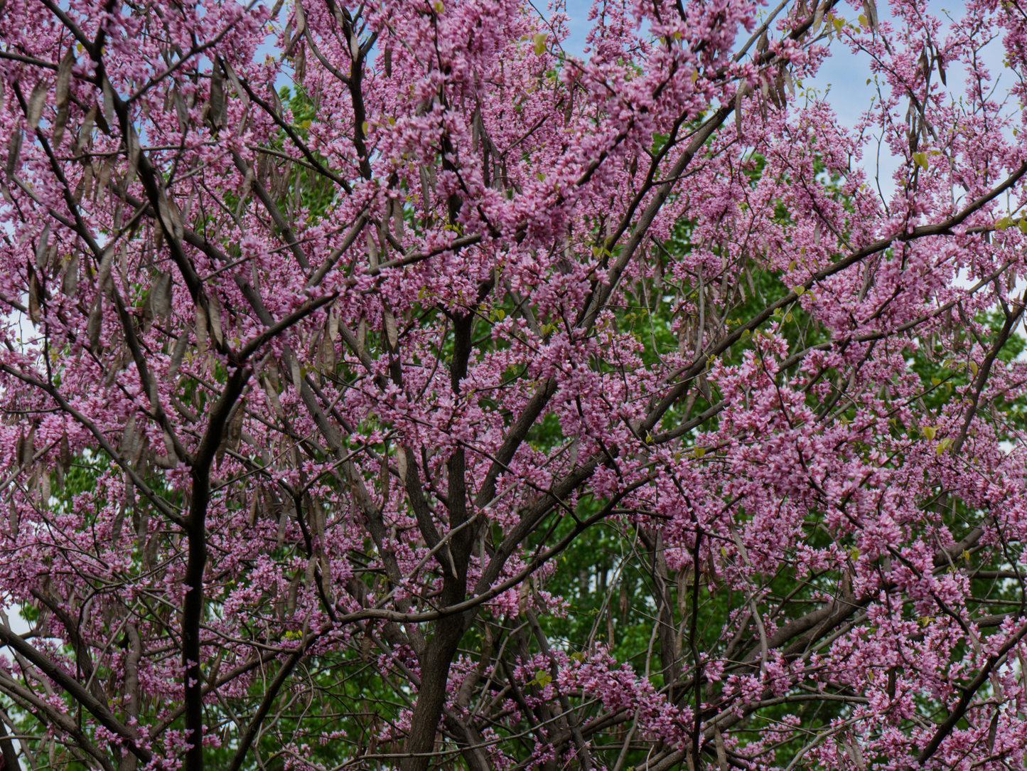 Western Redbud | California Redbud Tree Seeds | (Cercis occidentalis)