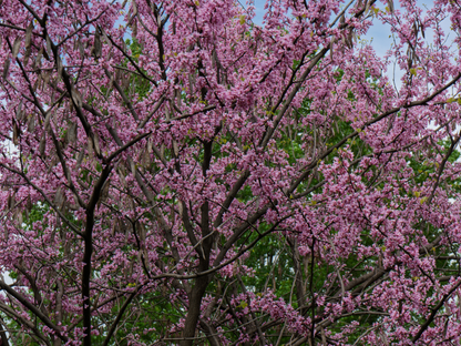 Western Redbud | California Redbud Tree Seeds | (Cercis occidentalis)