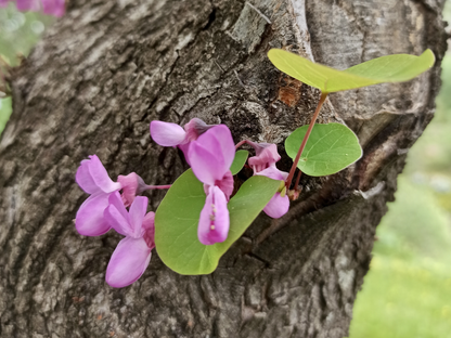 Western Redbud | California Redbud Tree Seeds | (Cercis occidentalis)