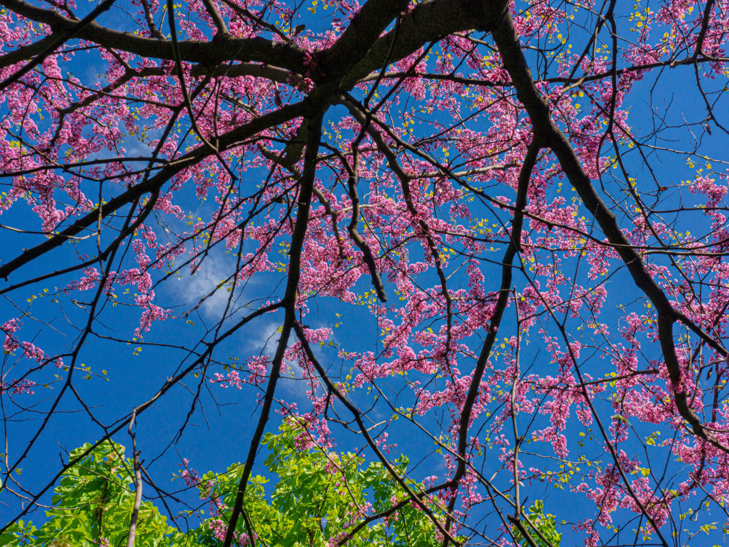 Western Redbud | California Redbud Tree Seeds | (Cercis occidentalis)