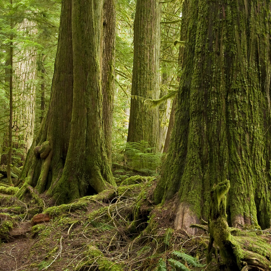 Western Red Cedar Tree Seeds | (Thuja plicata)