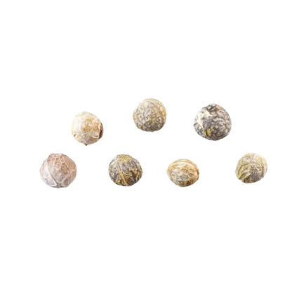 Western Hackberry Tree Seeds | Netleaf Hackberry | (Celtis laevigata var. reticulata)