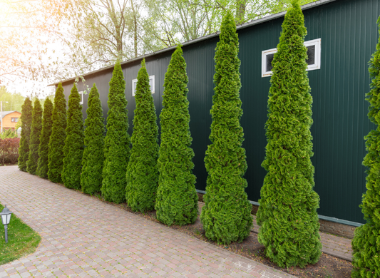 American Arborvitae Tree Seeds | Northern White Cedar | (Thuja occidentalis)