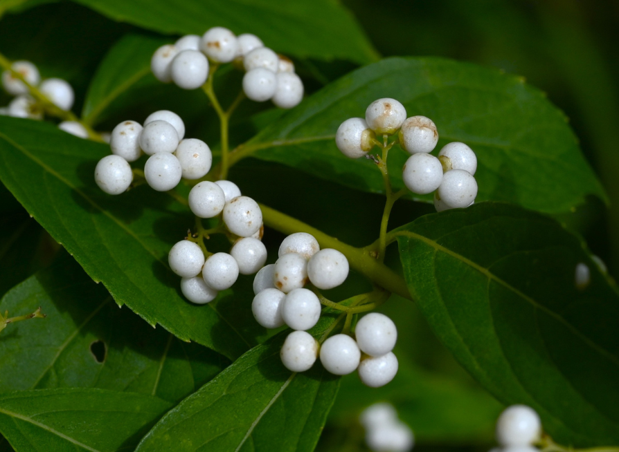White Beautyberry Seeds | (Callicarpa japonica ‘Leucocarpa’)