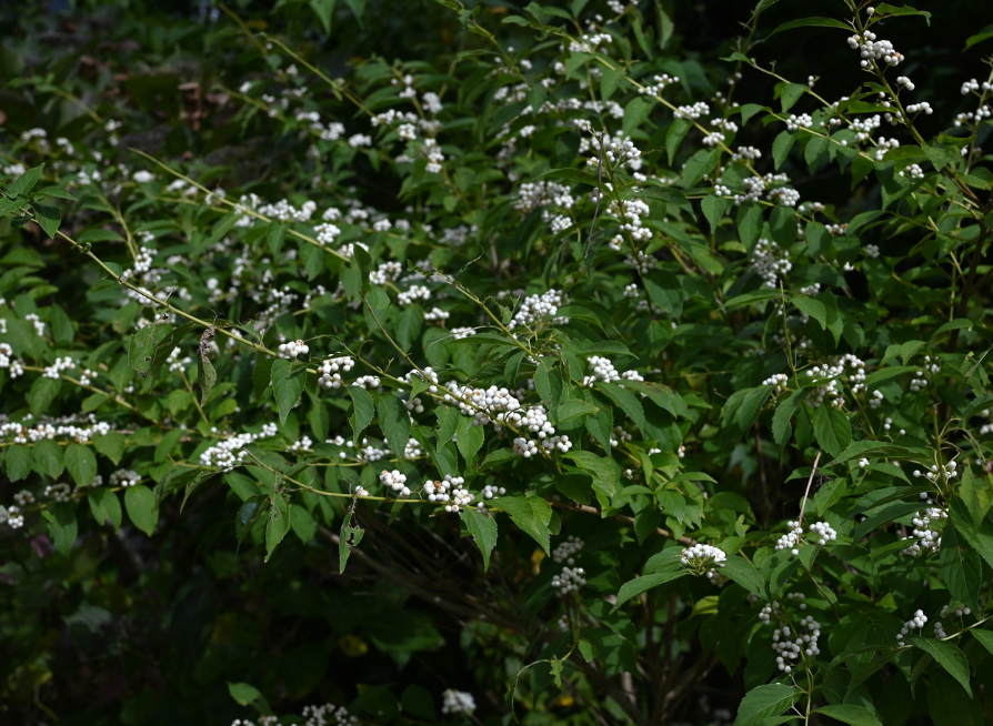 White Beautyberry Seeds | (Callicarpa japonica ‘Leucocarpa’)