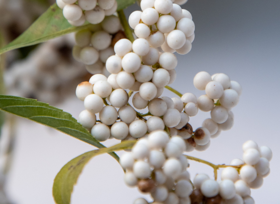 White Beautyberry Seeds | (Callicarpa japonica ‘Leucocarpa’)