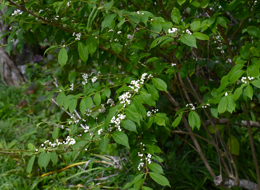 White Beautyberry Seeds | (Callicarpa japonica ‘Leucocarpa’)