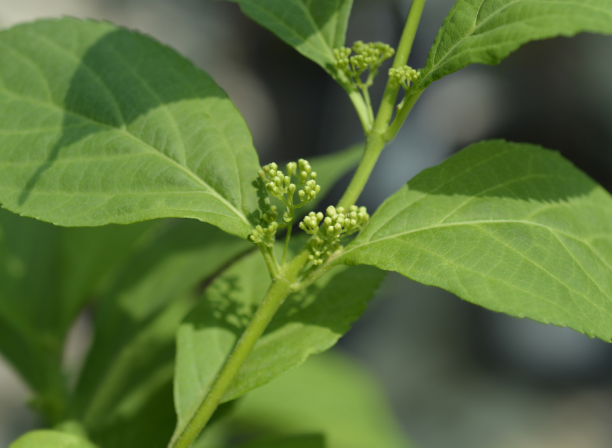 White Beautyberry Seeds | (Callicarpa japonica ‘Leucocarpa’)