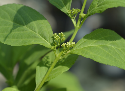 White Beautyberry Seeds | (Callicarpa japonica ‘Leucocarpa’)