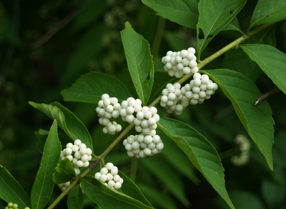White Beautyberry Seeds | (Callicarpa japonica ‘Leucocarpa’)