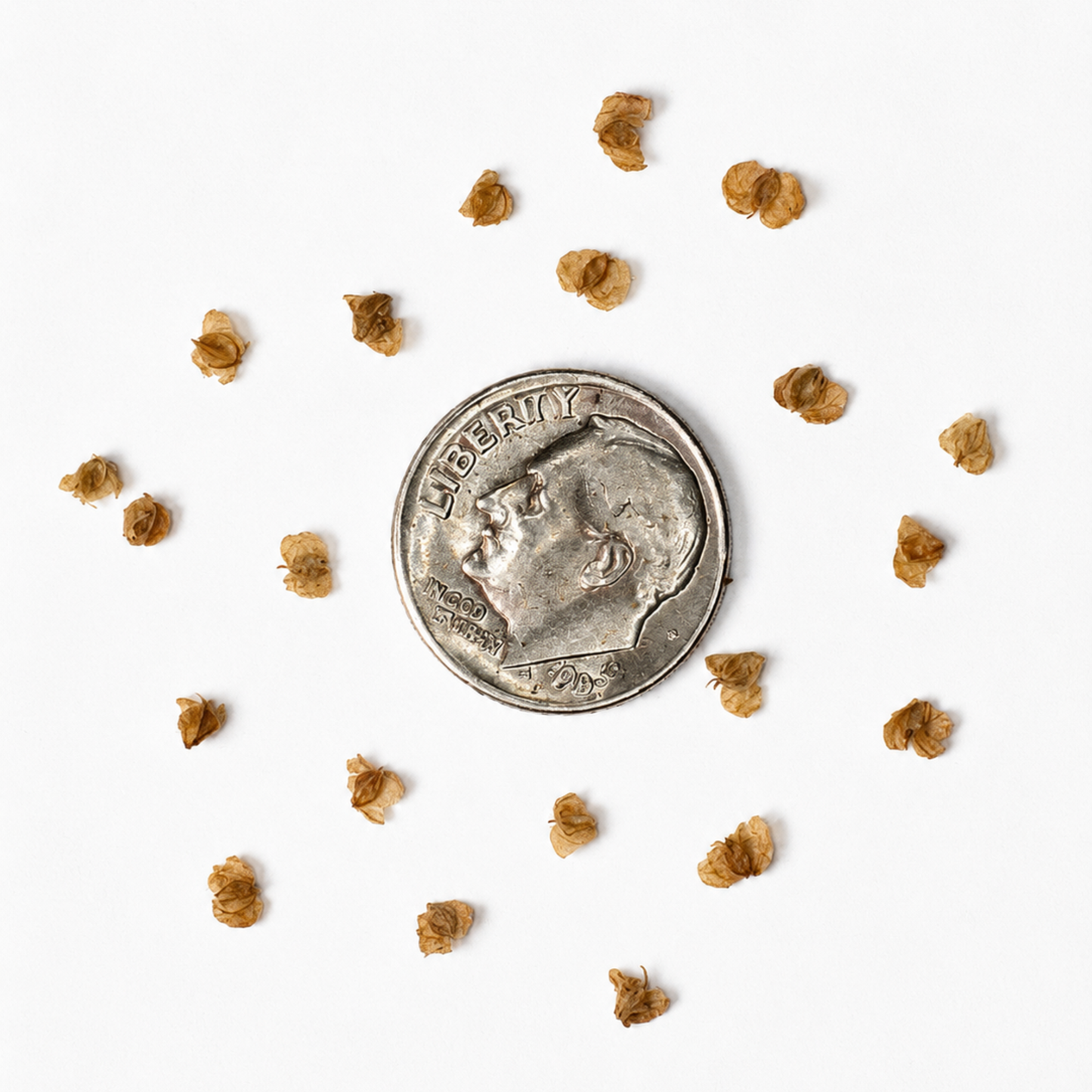 White Paper Birch Tree Seeds– (Betula papyrifera)
