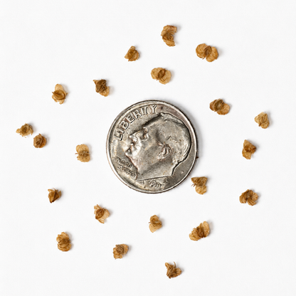 White Paper Birch Tree Seeds– (Betula papyrifera)