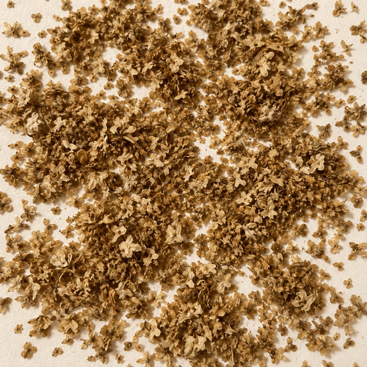 White Paper Birch Tree Seeds– (Betula papyrifera)