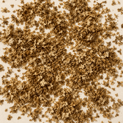 White Paper Birch Tree Seeds– (Betula papyrifera)
