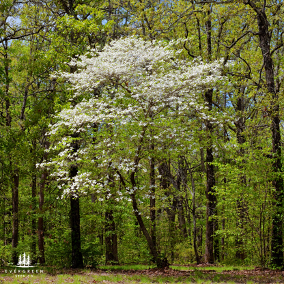 White Flowering Dogwood Tree Seeds (Cornus florida)