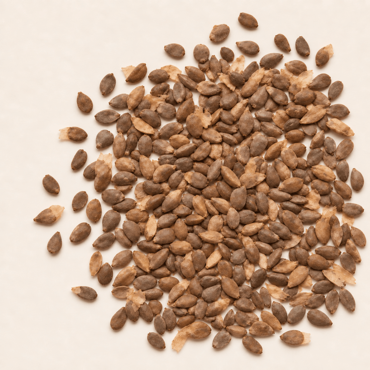White Spruce Tree Seeds | Canadian Spruce | (Picea glauca)