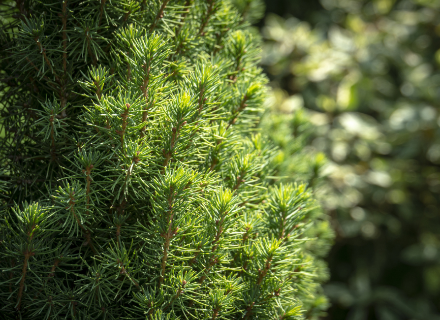 White Spruce Tree Seeds | Canadian Spruce | (Picea glauca)