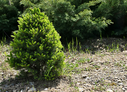 White Spruce Tree Seeds | Canadian Spruce | (Picea glauca)