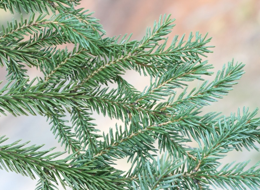 White Spruce Tree Seeds | Canadian Spruce | (Picea glauca)