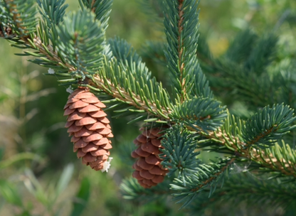 White Spruce Tree Seeds | Canadian Spruce | (Picea glauca)