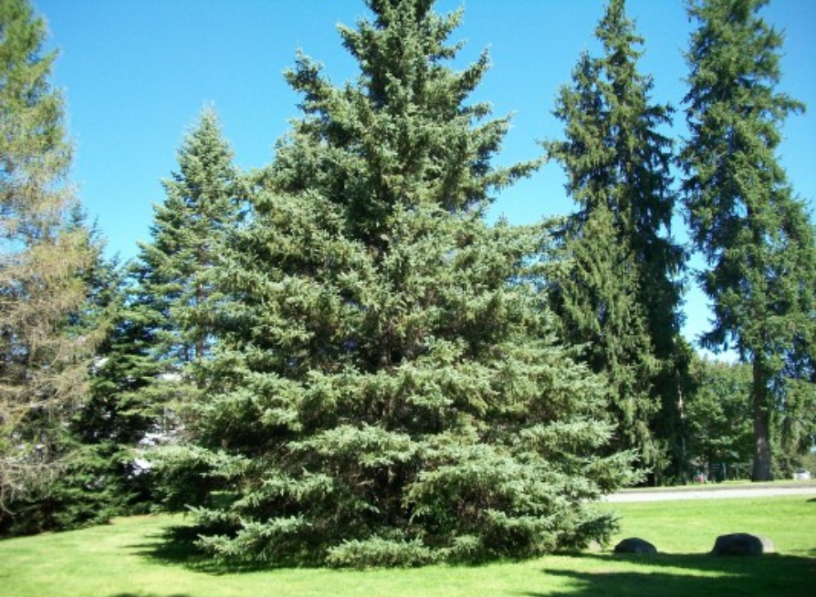 White Spruce Tree Seeds | Canadian Spruce | (Picea glauca)