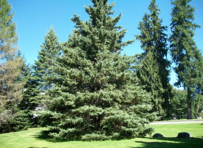 White Spruce Tree Seeds | Canadian Spruce | (Picea glauca)