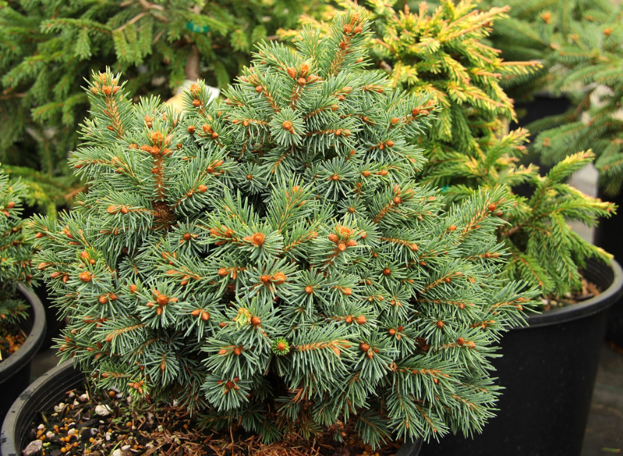 White Spruce Tree Seeds | Canadian Spruce | (Picea glauca)