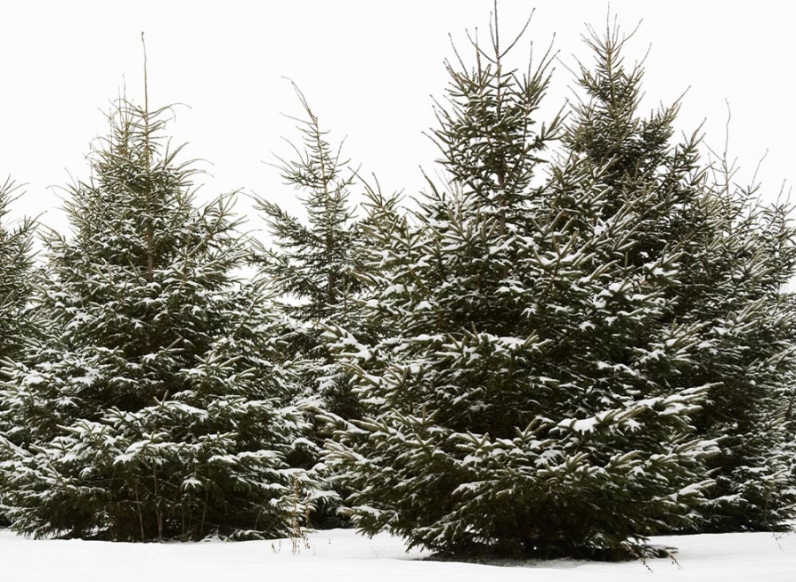 White Spruce Tree Seeds | Canadian Spruce | (Picea glauca)