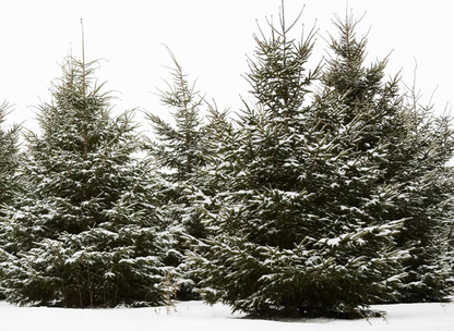 White Spruce Tree Seeds | Canadian Spruce | (Picea glauca)