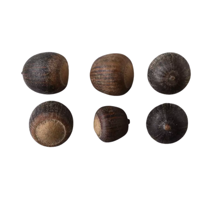 Willow Oak Tree Seeds | Peachleaf Oak | (Quercus phellos)